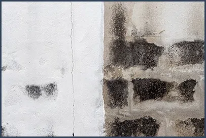 Boca Raton Restoration Expert Boca Raton, FL 561-283-4685 - content-mold