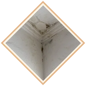 Boca Raton Restoration Expert Boca Raton, FL 561-283-4685 - sb-ser-03-mold